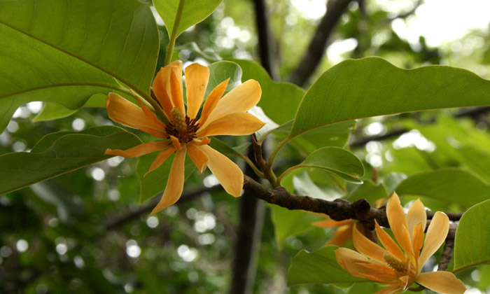 Telugu Godavari, Fragrance, Insects, Vastu, Vastu Tips-Telugu Bhakthi Telugu Godavari, Fragrance, Insects, Vastu, Vastu Tips-Telugu Bhakthi