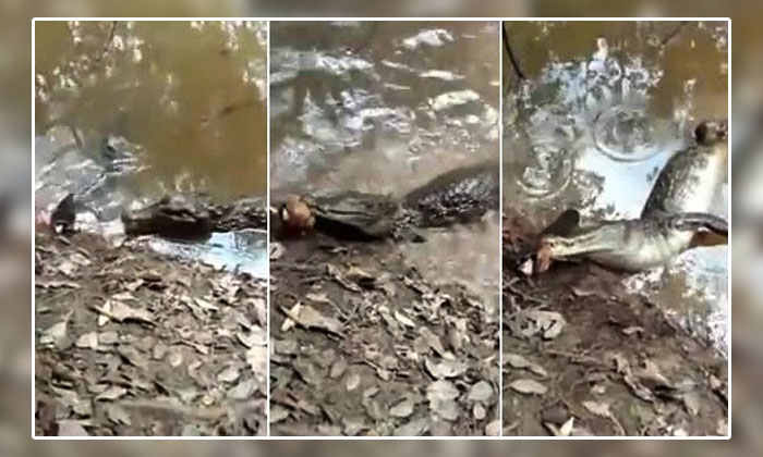  Electric Eel Kills The Alligator Video Viral Details, Viral News, Latest News, T-TeluguStop.com