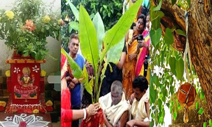 Telugu Banana Tree, Brihaspati, Devotional, Guru, Hindu Dharma, Lord Vishnu, Thu