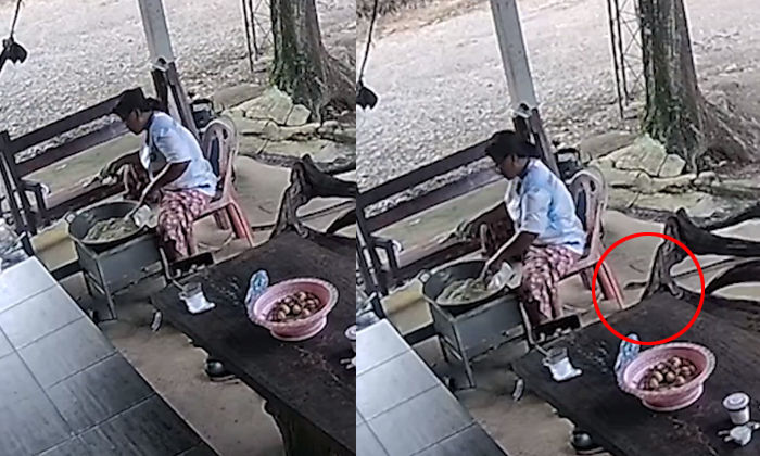  Huge King Cobra Attacks Woman While She Cooks In Thailand Details, King Cobra, S-TeluguStop.com
