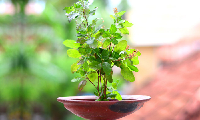  If This Is Done, Can The Tulsi Plant Be Brought Back To Life , India, Basil Pla-TeluguStop.com
