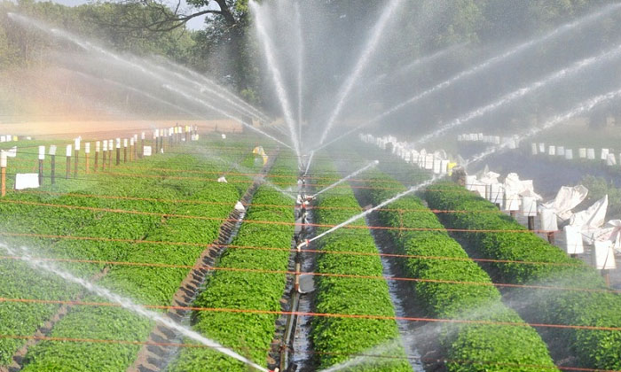  Precautions While Providing Water And Fertilizers To Crops Through Drip Method-TeluguStop.com