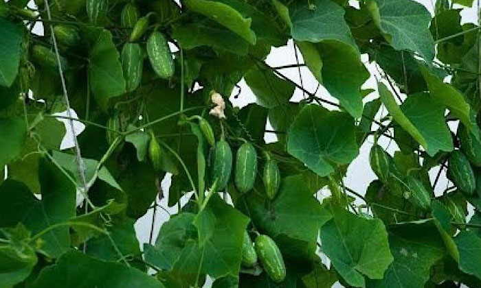  Techniques For High Yield In Cultivation Ofivy Gourd , Ivy Gourd , Ivy Gourd C-TeluguStop.com