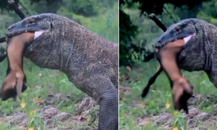 Komado Dragon Swallowed Dead Goat Viral Video,komado Dragon, Viral Dideo, Repti Komado Dragon Swallowed Dead Goat Viral Video,komado Dragon, Viral Dideo, Repti-TeluguStop.com