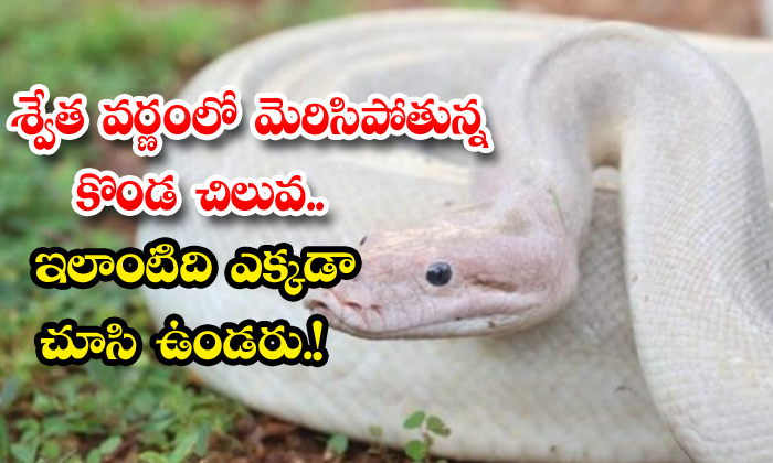 శ్వేత వర్ణంలో మెరిసిపోతున్న కొండచిలువ.. ఇలాంటిది ఎక్కడా చూసి ఉండరు