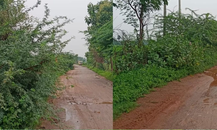  The Road Leading To The Forest , Neredcherla Mandal , Suryapet District , Farm-TeluguStop.com