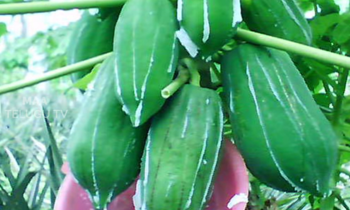 Papaya Milk Raining Money For Farmers , Farmers , Papaya Milk, Papaya Crop, Pap Papaya Milk Raining Money For Farmers , Farmers , Papaya Milk, Papaya Crop, Pap-TeluguStop.com