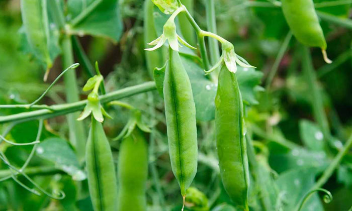 Telugu Agriculture, Farmers, Fertilizers, Jawahar Matar, Peas, Seeds-Latest News