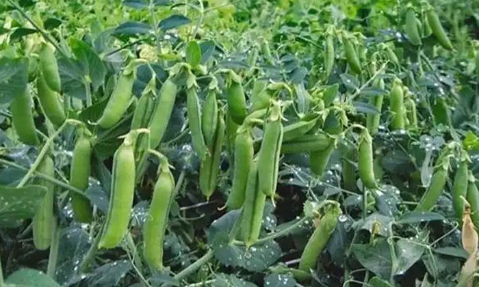  These Are The Best Type Of Seeds That Give High Yield In Pea Cultivation , Peas-TeluguStop.com