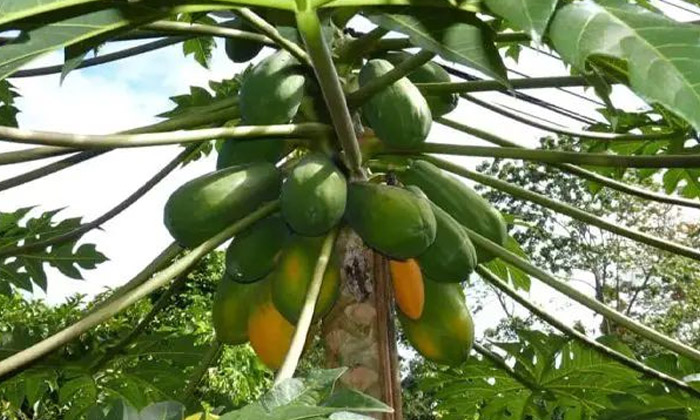  Proper Management Methods To Prevent Pests In Papaya Crop , Pests , Papaya Cu-TeluguStop.com