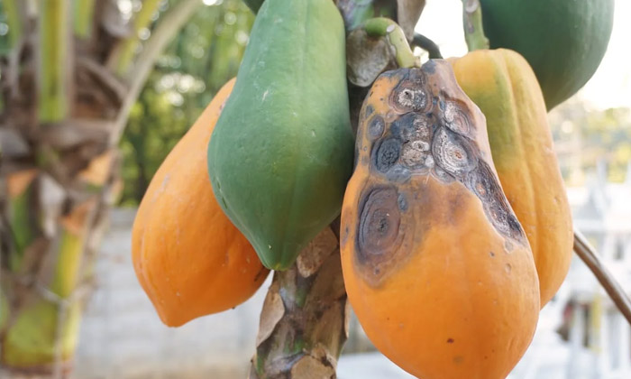 Telugu Agriculture, Fruits, Latest Telugu, Leaf Pest, Papaya, Stems, Thiomethoxi