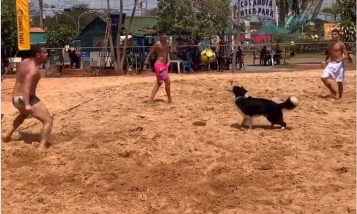  This Pet Dog Has A Lot Of Talent Playing Volleyball Well , Pet Dog, Talent, Vira-TeluguStop.com