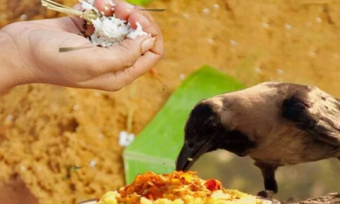  Should A Crow Fall On Your House On Pitru Paksham Day But Your Ancestors , Pit-TeluguStop.com