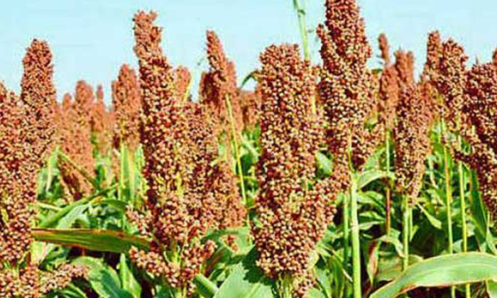 Telugu Agriculture, Jonna, Joona Field, Red Gram, Red Rot, Redrot-Latest News -