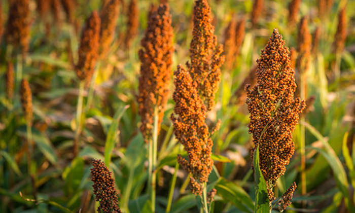  Red Rot Disease In Jonna Field,red Rot Disease ,red Gram,agriculture,jonna Culti-TeluguStop.com