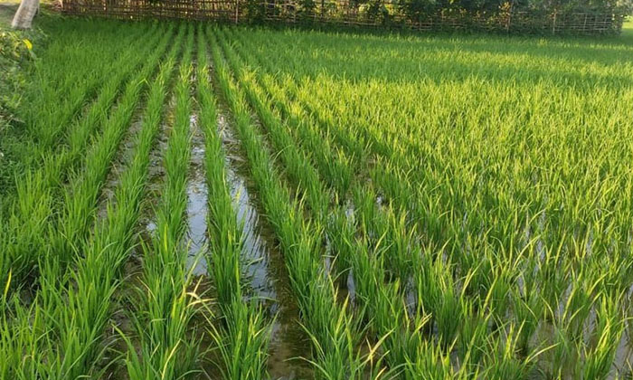  Plant Protection Methods To Prevent Onion Bugs In Rice , Rice Cultivation , W-TeluguStop.com