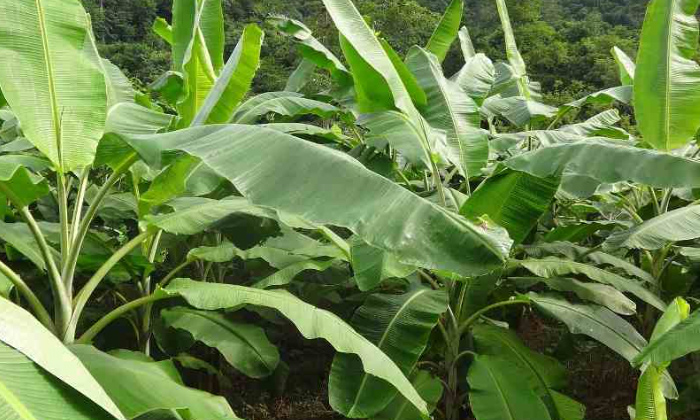  How To Control Sigatoka Disease In Banana,sigatoka Disease,banana Leaf,banana,ag-TeluguStop.com