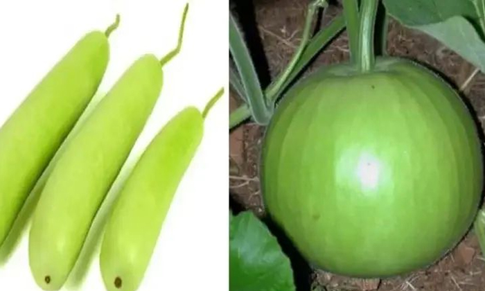  Techniques In Management Of Fertilizers For High Yield In Bottle Gourd Cultivati-TeluguStop.com