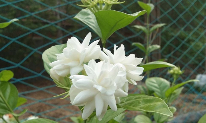  Techniques To Be Followed In The Pruning Of Jasmine Flowers , Jasmine Flowers,-TeluguStop.com