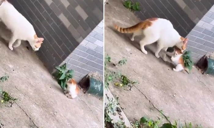 The Kitten Was Lost From The Mother Cat Video Goes Viral Details, Viral Latest, The Kitten Was Lost From The Mother Cat Video Goes Viral Details, Viral Latest,-TeluguStop.com
