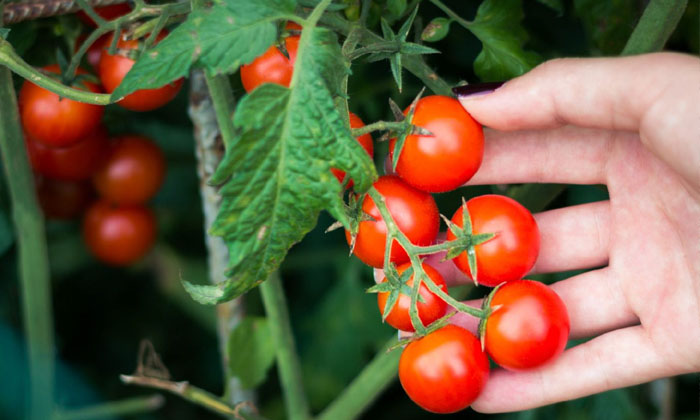 Telugu Agriculture, Planofix, Rainy Season, Tomato Crop, Tomato, Tomato Seeds-La