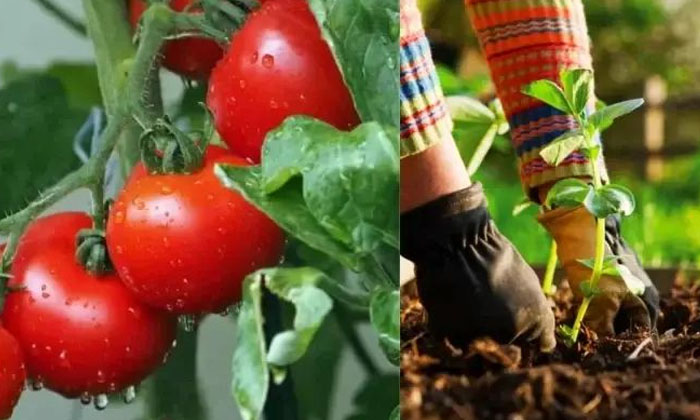  Techniques To Be Followed While Cultivating Tomato In Rainy Season , Tomato Cult-TeluguStop.com