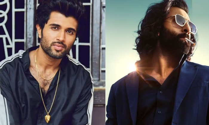  Vijay Deverakonda React On Animal Teaser Post Goes Viral, Vijay Deverakonda,rash-TeluguStop.com