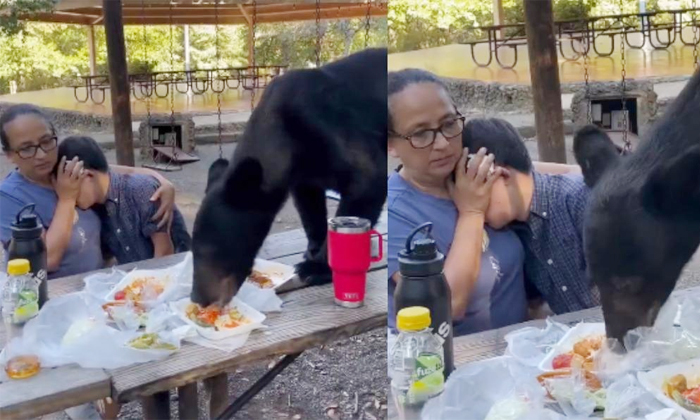  Bear Came To Mother Having Picnic With Her Son In The Park Viral Video Details,-TeluguStop.com