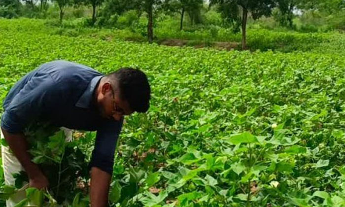 Telugu Corn, Crop, Farmers, Maharashtra, Prakashsunil, Story, Young-Inspirationa
