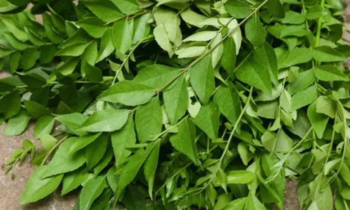  How To Use Curry Leaves For Relief During Gas Problem , Gas Problem, Ginger ,-TeluguStop.com
