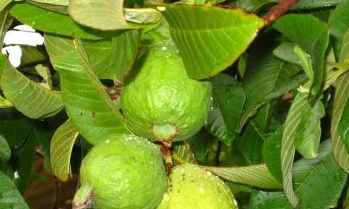  Do You Know What Happens If The Guava Fruit Is Offered To God, Guava Fruit , G-TeluguStop.com