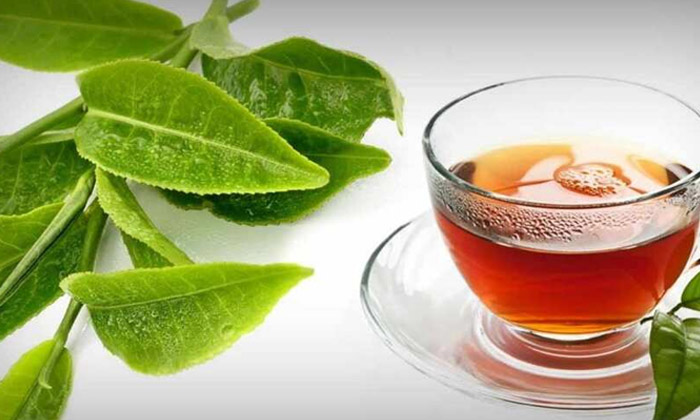  If You Eat Guava Leaves Like This, You Will Lose Excess Weight , Health , Hralth-TeluguStop.com