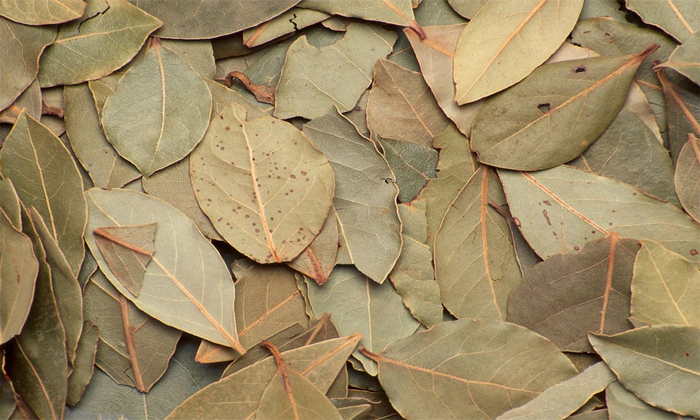  How To Use Bay Leaf In Daily Diet To Get Maximum Health Benefits Details, Bay L-TeluguStop.com