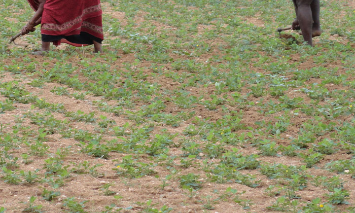 Telugu Agriculture, Bicycle, Bicycle Weeder, Crop, Farmers, Latest Telugu-Latest