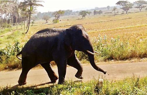  Parvathipuram Manyam District A Lone Elephant Is Bustling-TeluguStop.com