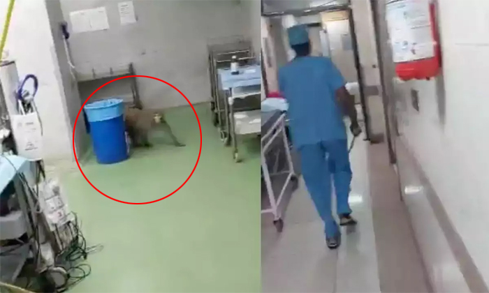 Monkey Entered The Operation Theater Of Ram Manohar Lohia Hospital In Delhi Deta-TeluguStop.com