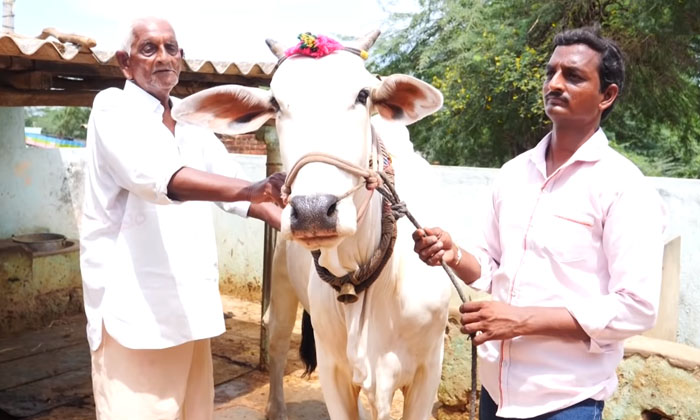 Telugu Cows, Palahivinod, Simen Stall, Software Job, Vinod Kumar-Movie