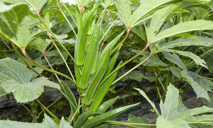 Telugu Afdable, Farmers, Okra, Okra Crop, Tamil Nadu, Tamilanadu, Tomatoes-Gener