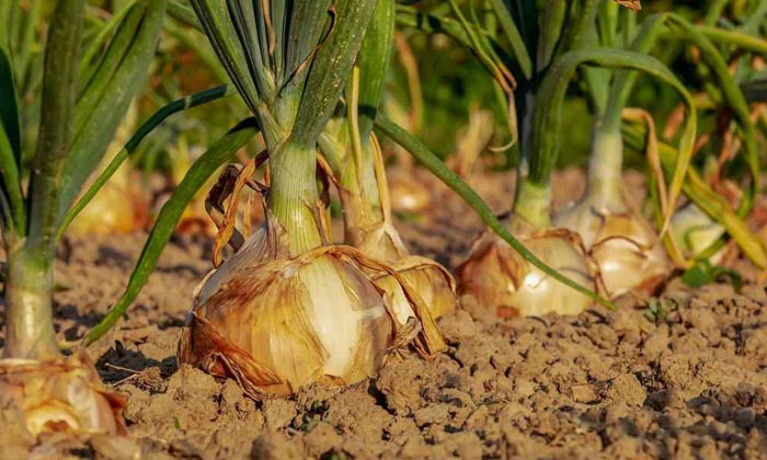  Precautions To Be Followed In Onion Cultivation , Onion , Onion Cultivation , F-TeluguStop.com