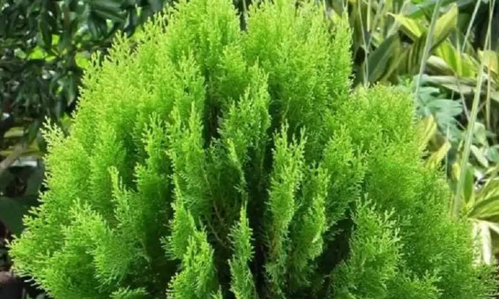  Do You Know How Dangerous It Is To Plant These Plants Around Your House , Plants-TeluguStop.com