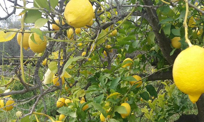 Telugu Cypress, Devadaru Tree, Jasmine, Lemon Tree, Vasthu, Vasthu Tips-Telugu B