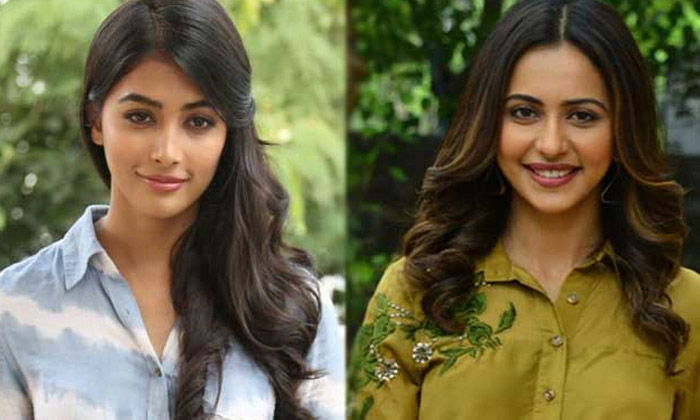  Pooja Hegde Going Down And Rakul Preet Getting Offers , Pooja Hegde , Rakul P-TeluguStop.com