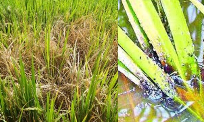 Telugu Agriculture, Biomedicine, Latest Telugu, Mosquitoes, Paddy Fields, Pymetr