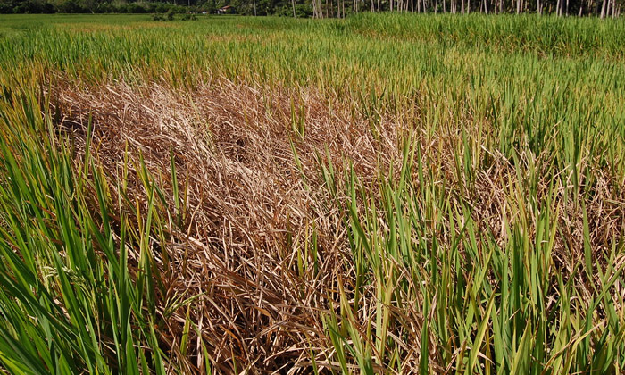 Telugu Agriculture, Biomedicine, Latest Telugu, Mosquitoes, Paddy Fields, Pymetr