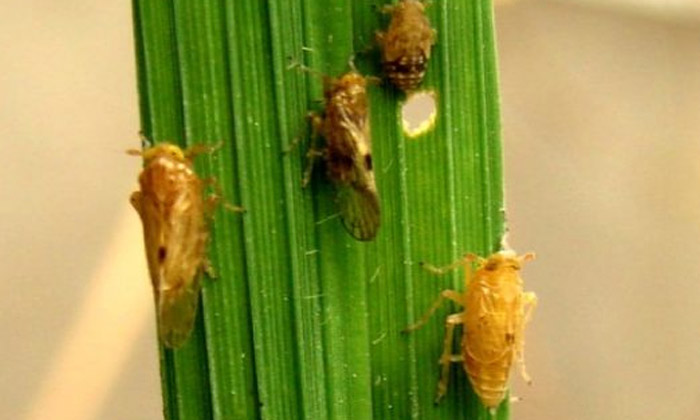  Plant Protection Methods To Prevent The Mosquito In Rice Crop , Rice Crop , Pe-TeluguStop.com