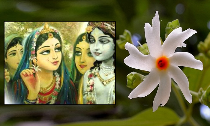 Telugu Bhakti, Devotional, Flowers, Goddess Flowers, Indra, Lakshmi Devi, Pooja,