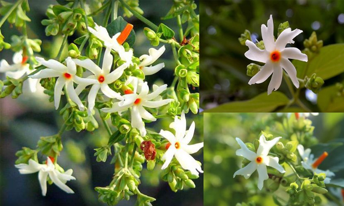  Significance Of Goddess Flowers Parijatha In Pooja Details,  Goddess Flowers ,pa-TeluguStop.com
