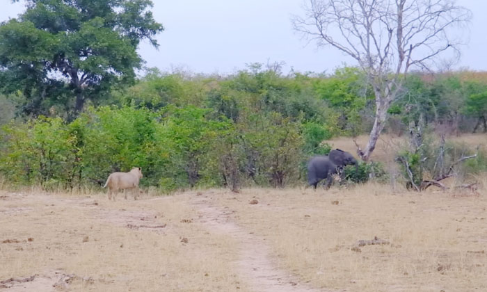 Telugu Attack, Elephant, Krugernational, Hunt Elephant, Baby Elephant, Africa, H