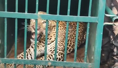  Another Leopard Trapped In Tirumala-TeluguStop.com