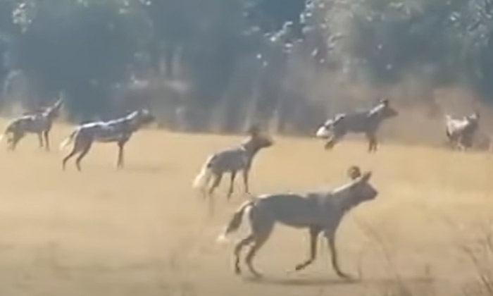  Video: Wild Dogs Hunted A Lion What Happened In The End , Viral Video, Latest N-TeluguStop.com